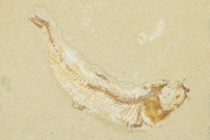 Cretaceous Fossil Fish - Lebanon #258869